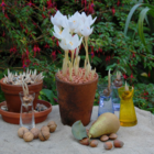 Albus speciosus Crocus Bulbs