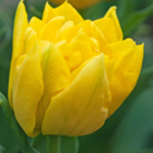 Marie Jo Tulip Bulbs