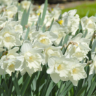 Mount Hood Daffodil