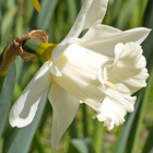 Mount Hood Daffodil