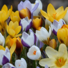 Spring Cocktail Bulb Collection