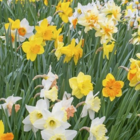 Spring Cocktail Bulb Collection
