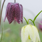 Spring Cocktail Bulb Collection