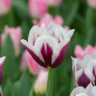 Rimini Tulip Bulbs