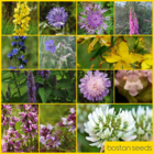 Bee Collection
