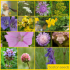 Butterfly Collection