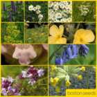 Scented Collection