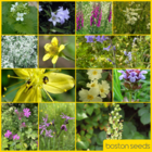 Woodland Collection