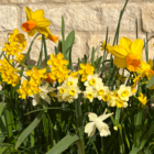 Mixed Dwarf Narcissi Species Bulbs