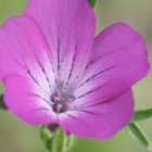 Corncockle plug plant