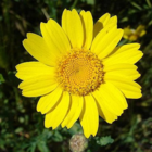 Corn-Marigold-plug-plant