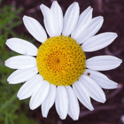 Corn-Chamomile-plug-plant
