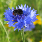 Cornflower plug plant