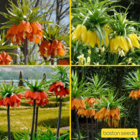 Fritillaria Bulbs
