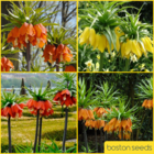 Fritillaria Bulbs