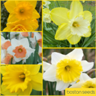 Daffodil Surprise Bulb Collection