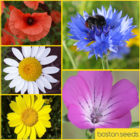 Annual Wildflower Plug Plant Collection
