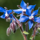 Borage Wildflower Seeds - Bee Friendly
