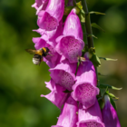 Foxglove Wildflower Seeds