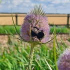 Teasel Wildflower Seeds UK