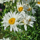 Ox Eye Daisy Seeds
