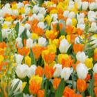 Dynasty of Emperors Tulip Bulbs