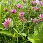 Red Clover