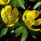 BS Winter Aconites Bulbs 'In The Green'