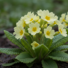 wild primrose plug plants for sale