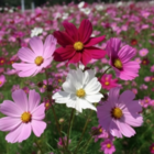 Cosmos Seeds - Mixed