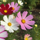 Cosmos Flower Seeds - Mixed Colours Pink White