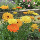 Calendula Flower Seeds - Pot Marigold, Touch of Red