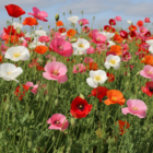 Mixed Poppy Flower Seeds - pink red white
