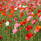 Mixed Poppy Flower Seeds - pink red white