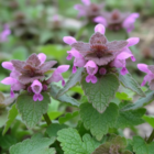 Red Deadnettle Plug Plants (Lamium Purpureum)