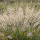 Tufted Hair-grass Seeds(Desch. caespitosa)