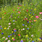 ColourMax 1 - Rainbow Cascade Annual Flower Seeds