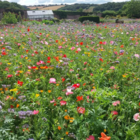 ColourMax 1 - Rainbow Cascade Annual Flower Seeds