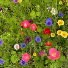 ColourMax 1 - Rainbow Cascade Annual Flower Seeds