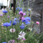 ColourMax 8 - Cornflower Splash