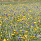 ColourMax 7 - Annual Summer Bee