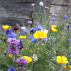 ColourMax 7 - Annual Summer Bee