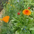 ColourMax 3- Summer Sunshine Annual Flower Seeds