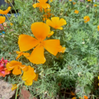 ColourMax 3- Summer Sunshine Annual Flower Seeds