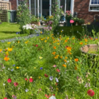 ColourMax 3- Summer Sunshine Annual Flower Seeds