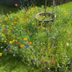 ColourMax 1 - Rainbow Cascade Annual Flower Seeds