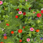 ColourMax 4- Magic Roundabout Low Growing Annual Wildflower Seeds