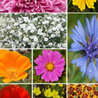 Rainbow Cascade Annual Flower Seeds