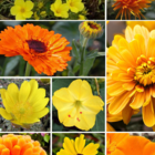ColourMax 3- Summer Sunshine Annual Flower Seeds
