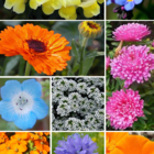 ColourMax 4- Magic Roundabout Low Growing Annual Wildflower Seeds